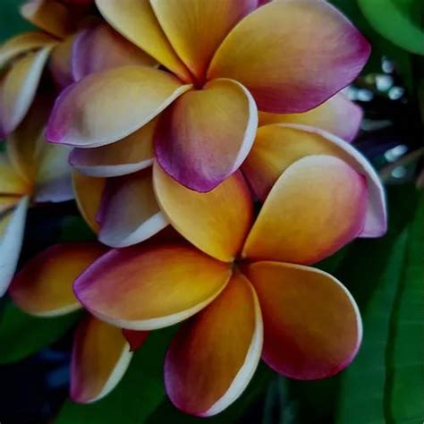 blackjack frangipani|george brown frangipani.